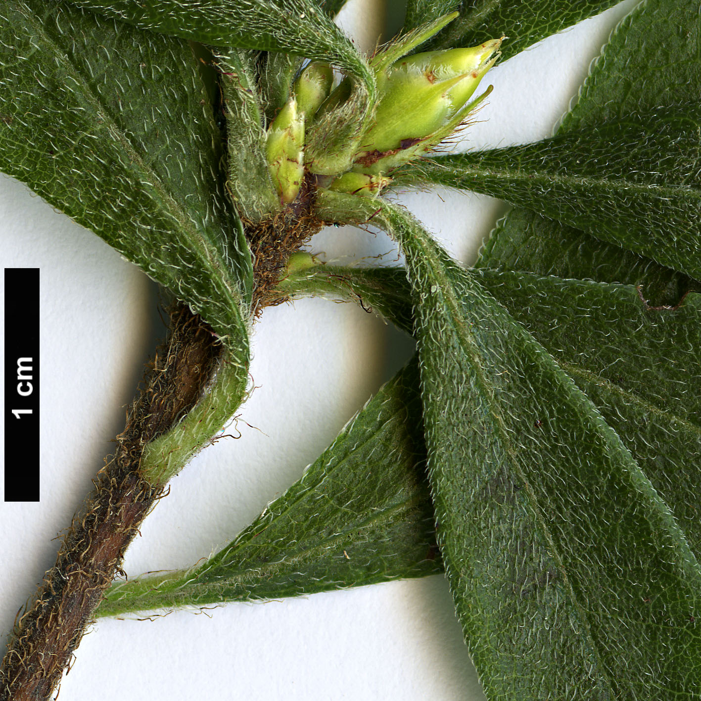 High resolution image: Family: Ericaceae - Genus: Rhododendron - Taxon: cumberlandense - SpeciesSub: ’Hillier’s Red’